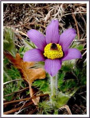 March 24 - Pasque Flower