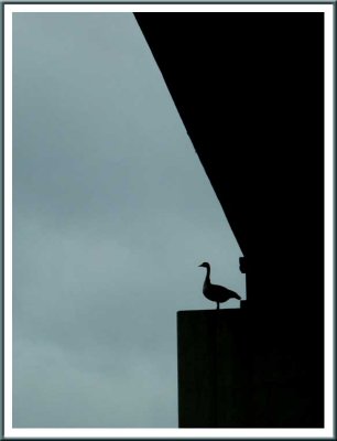 April 03 - The Sentinel