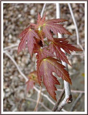April 10 - From Red to Green