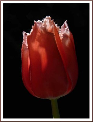 April 14 - Tulip