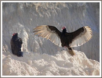 May 17 - Buzzard Benediction