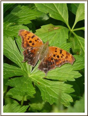 May 29 - An Eastern Comma, I Think