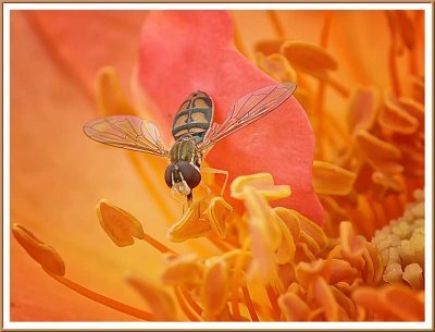 June 17 - Hover Fly