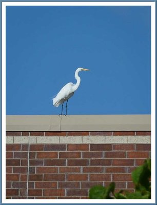 July 28 - Egret