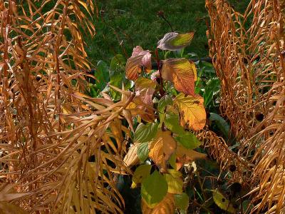 November 10 - Autumn Garden