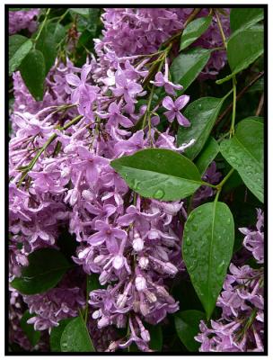 May 12 - Rainy Day Lilacs
