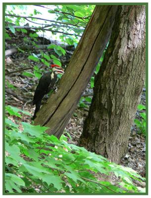May 23 - Pileated Woodpecker