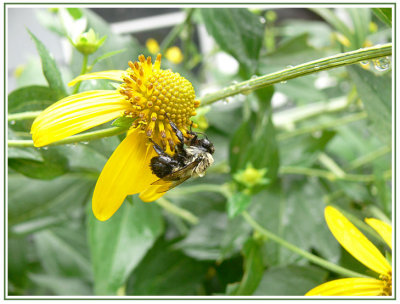 August 01 - Wet Bee