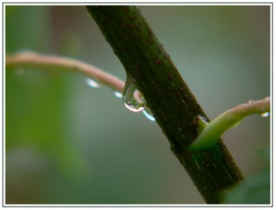 August 13 - A Rainy Day