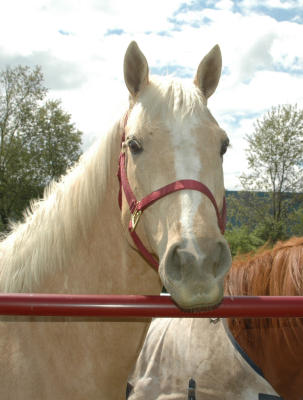 Lisa's horse Romeo