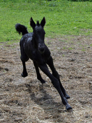 Tim Gallops!, photo by Lisa