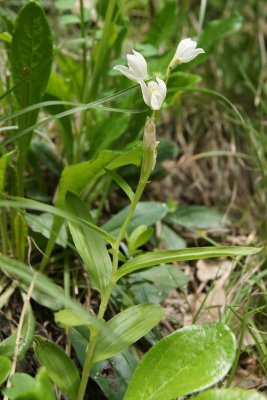 Wild Orchids in the Aquitaine