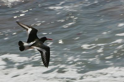 Oystercatcher