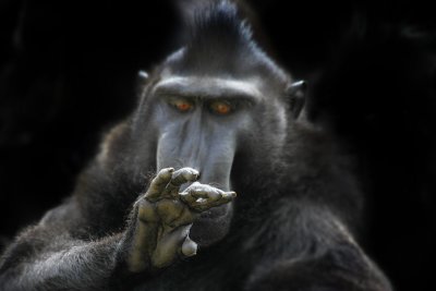 The hand of a Sulawesi-macaque