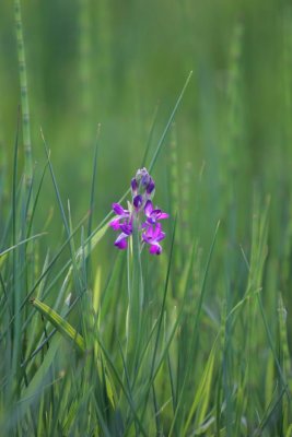 loose-flowering-orchid