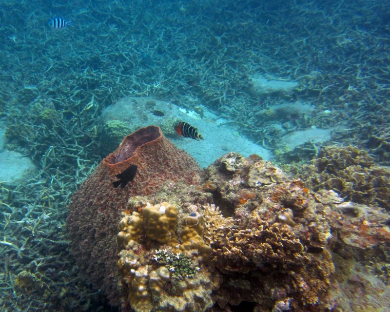 Underwater scenic view