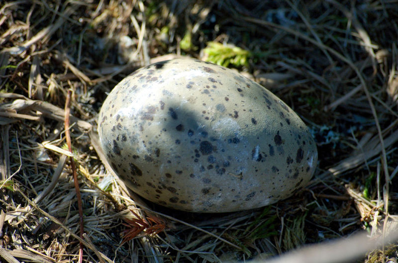 The egg of sea gull