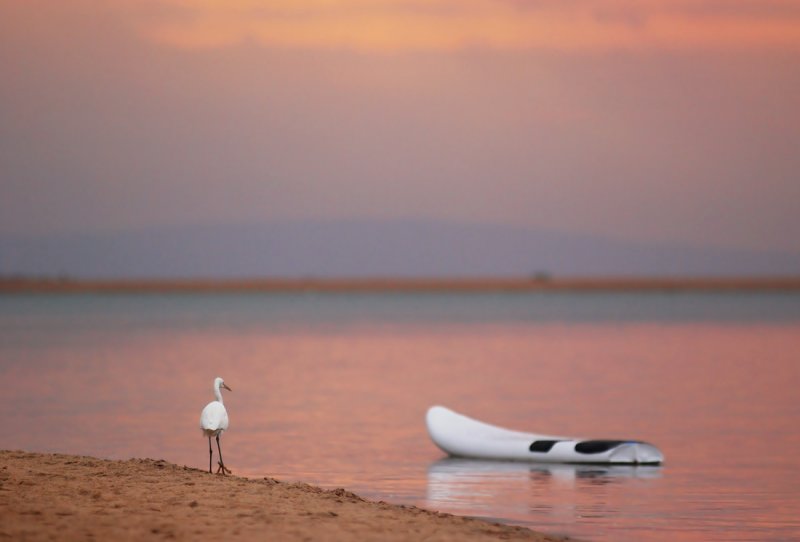 shy surfer