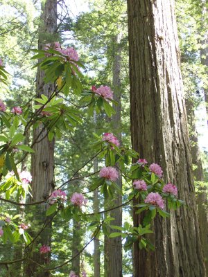 REDWOODS AND RHODIES