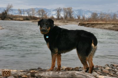 Gallatin Pup