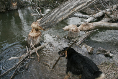 I'll show these beavers