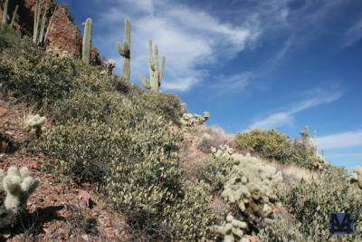 Arizona Desert