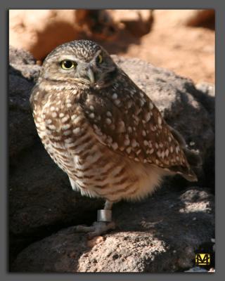 Burrowing Owl