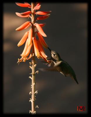 Frozen Hummingbird