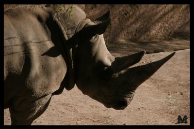 Rhino in Afternoon