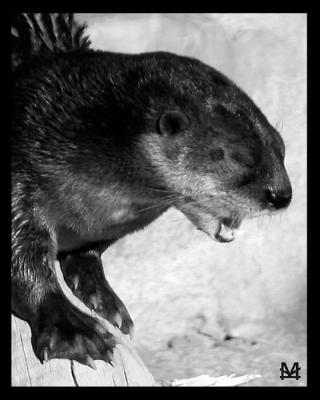 Singing Otter