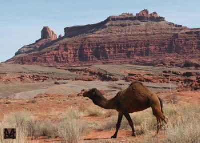 Utah Camel