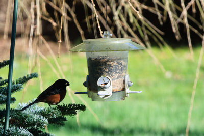 At the Feeder