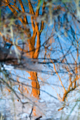 Winter Reflection
