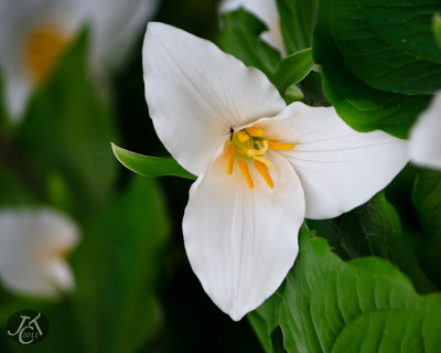 Trillium and Friend