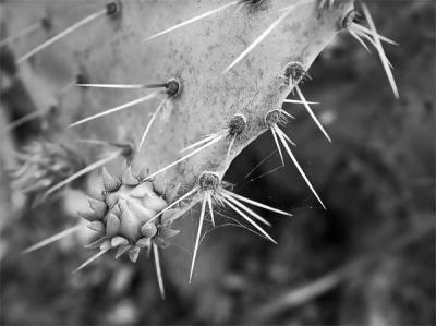 g4/52/512452/3/60787792.wildcactus.jpg