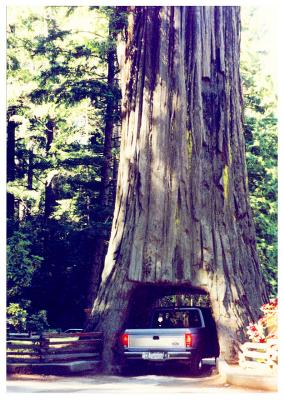 Redwood drive-thru