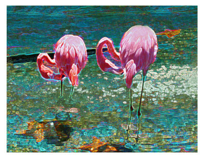Hodero flamingoes