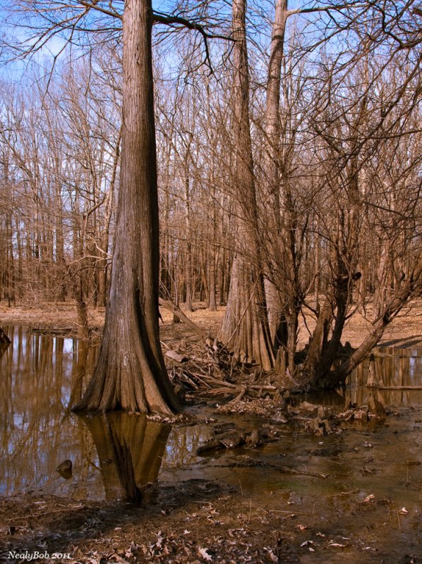 Beaver Dam