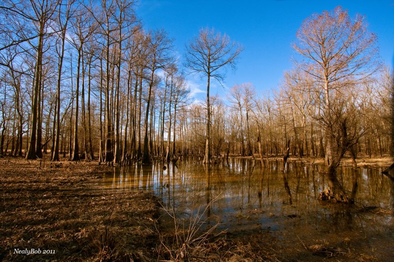 Beaver Pond March 12