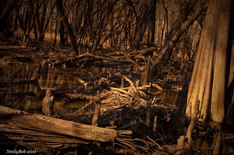 Beaver Dam March 17