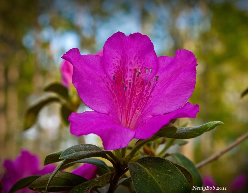 Azalea March 27