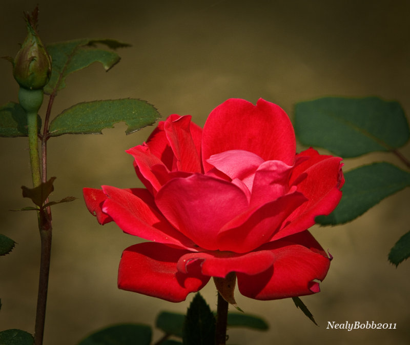 Rose April 2