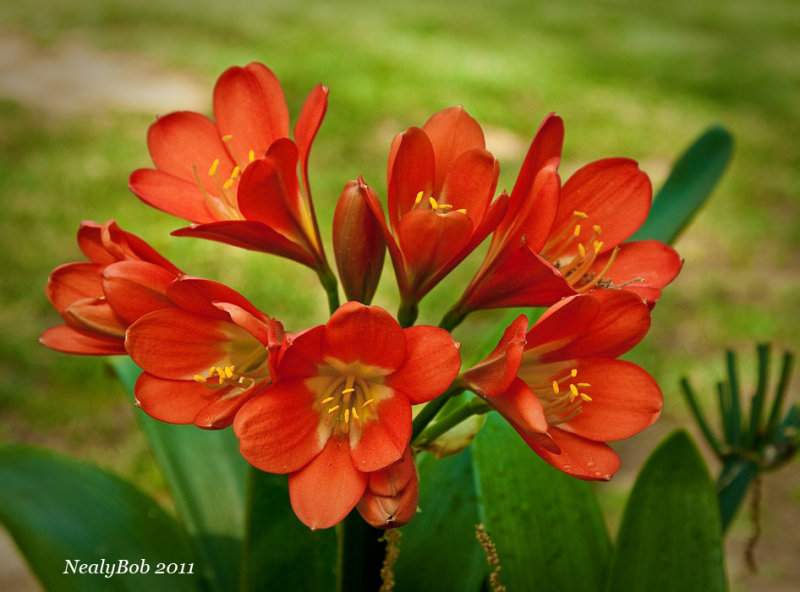 Kaffir Lily April 4