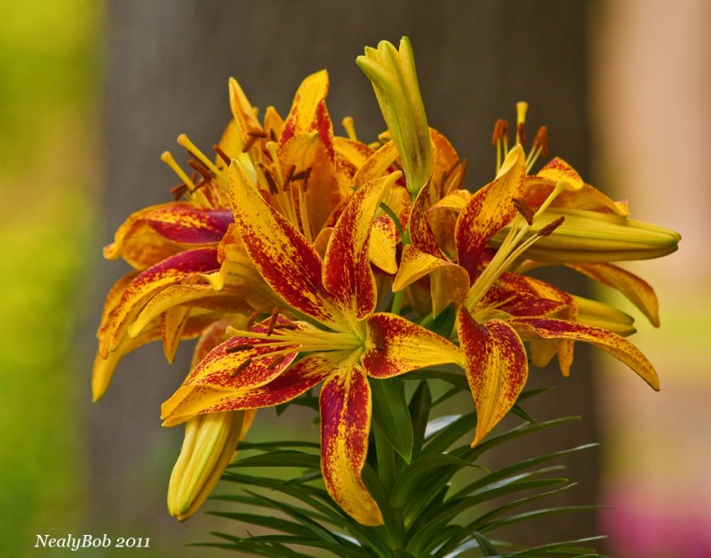 Asiatic Lily April 9