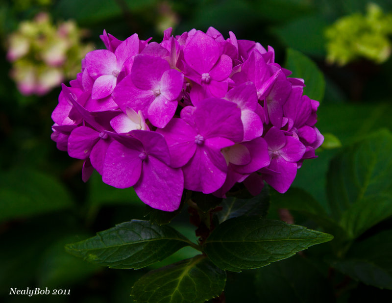 Hydrangea May 19