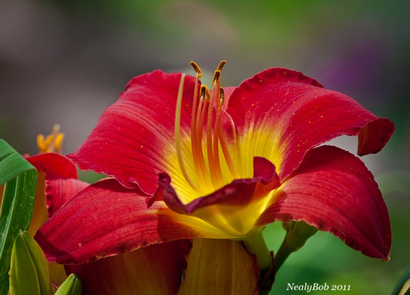 Day Lily May 26