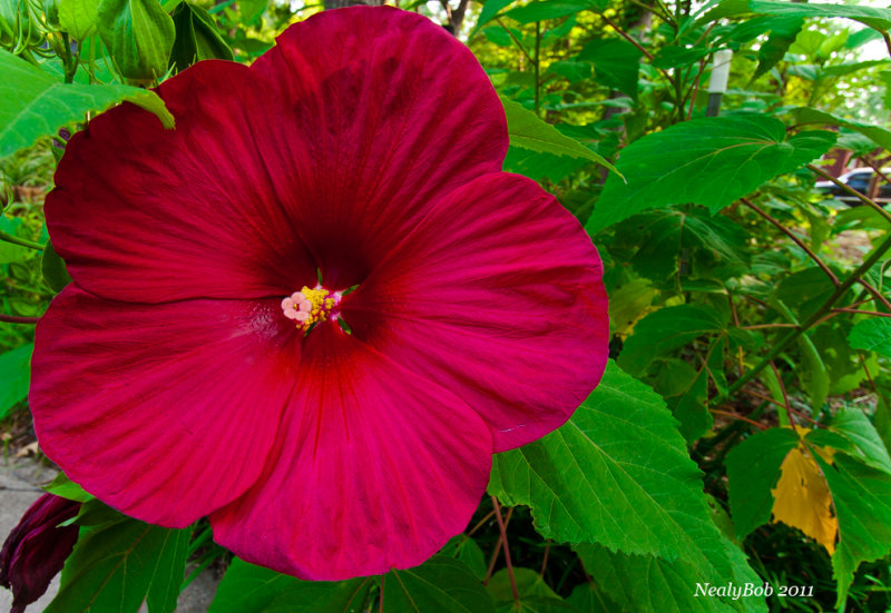 Hybiscus June 9