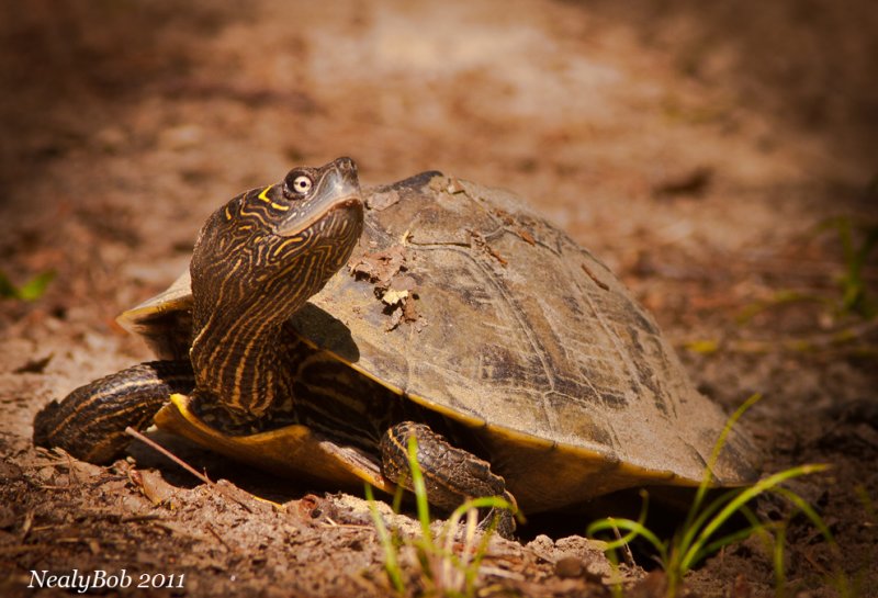 Turtle June 11