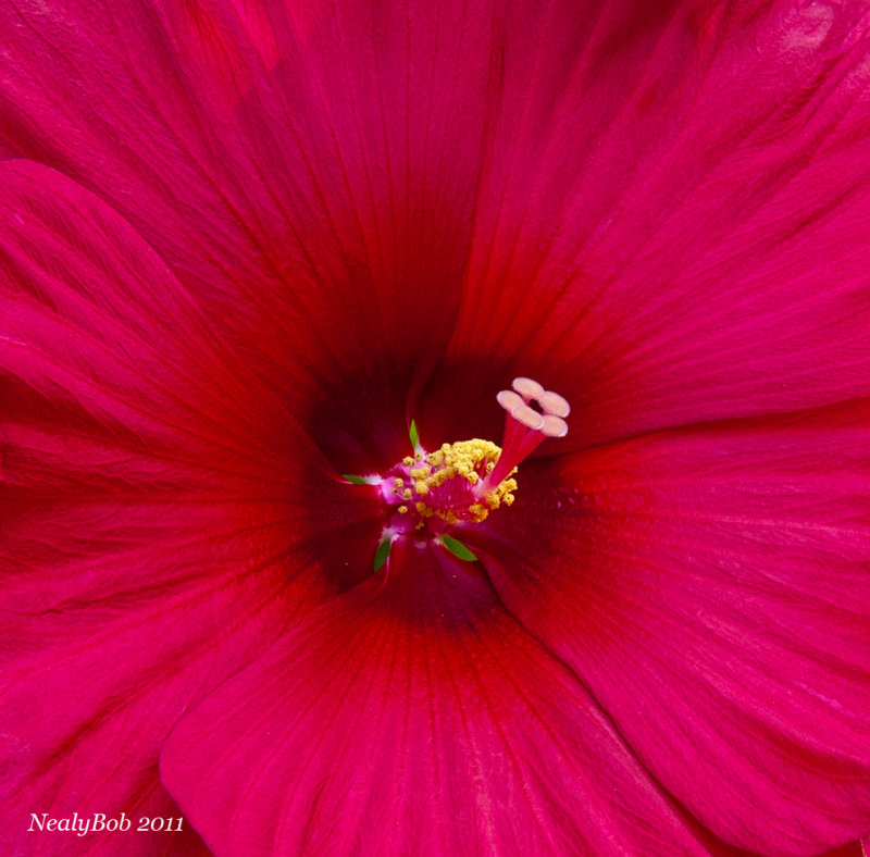 Hibisbus June 15