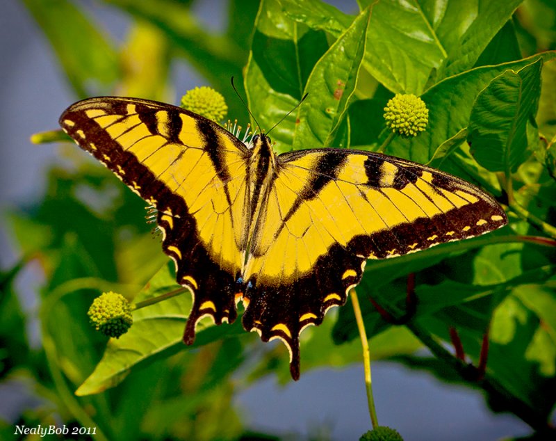 Swallowtail July 30